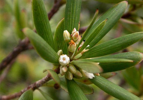 Sự thực "choáng" về cây mã kỳ cực quý hiếm của Việt Nam