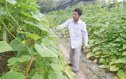 Trồng rau sạch trên cát, mở 3 điểm tiêu thụ, bán gần tấn rau/ngày