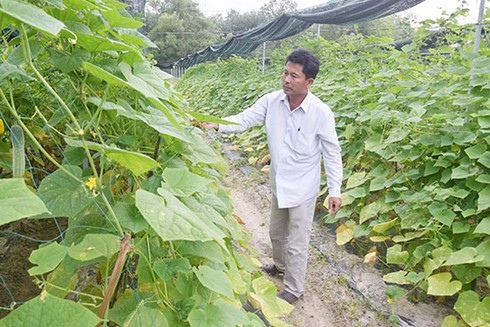 Anh Võ Ngọc Hiền đang chăm sóc đám dưa leo trong trại rau của mình.