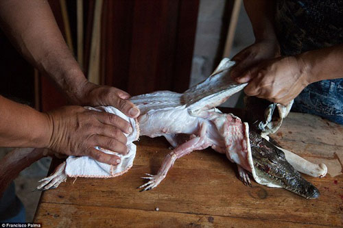 'Hãi hùng' trước cảnh cá sấu bị lột da sống đau đớn tột độ