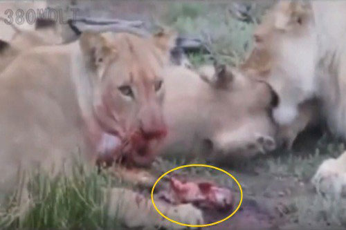 Cảnh sư tử 'mổ' bụng lợn rừng mẹ mang thai gây sốc