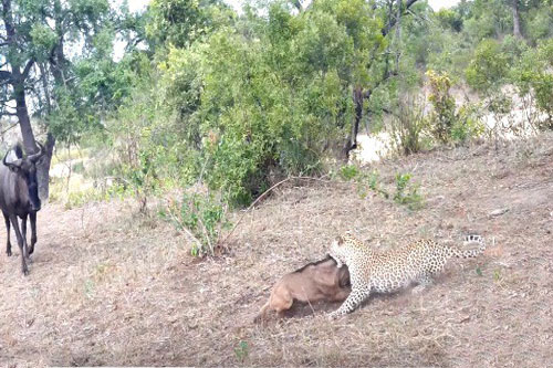 Linh dương đầu bò mẹ bất lực khi đối đầu báo đốm