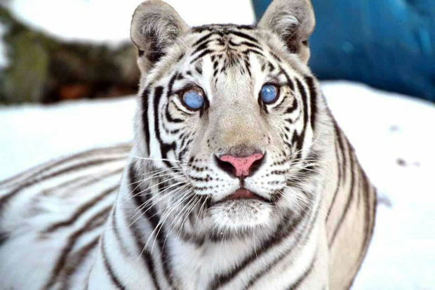 Các loài động vật sở hữu đôi mắt biếc đẹp đến rợn người nhưng phía sau là những câu chuyện hết sức bi thương