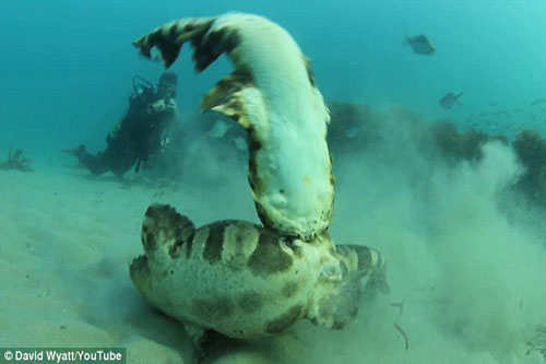 Từ chối giao phối, cá mập cái suýt bị bạn tình giết