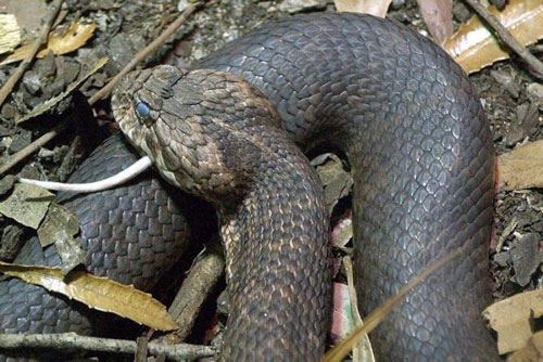 Loài rắn kịch độc chỉ nằm nhử con mồi cực kỳ 'quái dị'