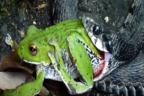 Rợn người màn cắn nuốt ếch xanh của rắn độc
