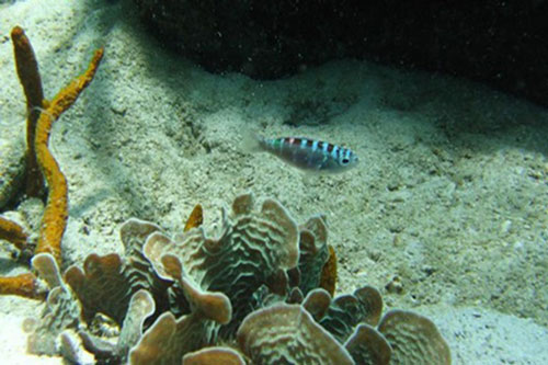 Loài cá giao phối liên tục, tự “chuyển giới” 20 lần/ngày