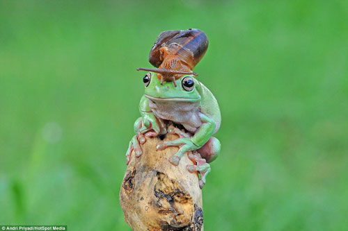 Ngộ nghĩnh ốc sên cưỡi đầu ếch xanh ngắm cảnh