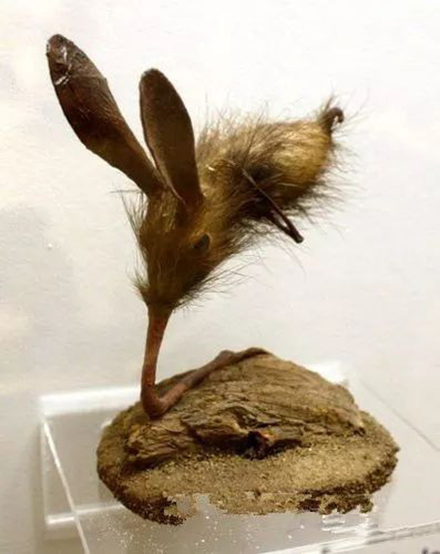 Động vật kì lạ nhất Trái Đất: Có chân nhưng lại dùng mũi để di chuyển