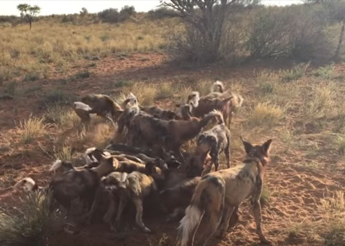 CLIP: Lợn bướu vẫn chết thảm trong vòng vây đàn chó hoang