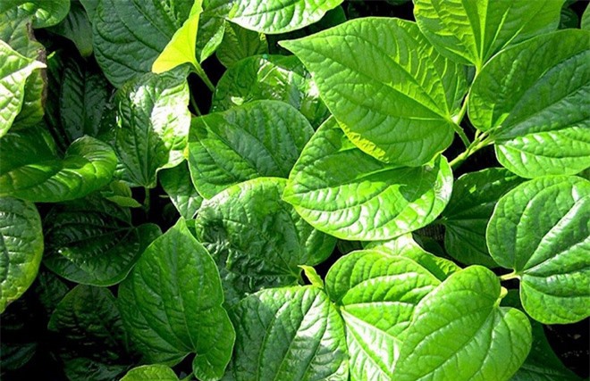 Cách chữa thoái hóa cột sống bằng thuốc nam rẻ tiền nhưng hiệu quả bất ngờ