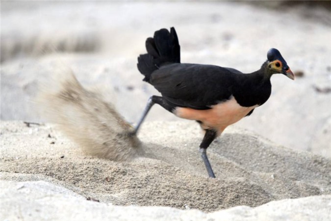 Khám phá loài chim chỉ thích ấp trứng trên miệng núi lửa vẫn còn hoạt động  - Tạp chí Doanh nghiệp Việt Nam