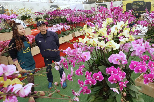 Độc đáo những chậu lan Hồ Điệp "siêu to khổng lồ" do chính tay nghệ nhân khách sạn 5 sao cắm, có giá hàng chục triệu đồng