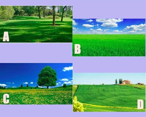 Bạn thấy ấn tượng với cánh đồng nào?