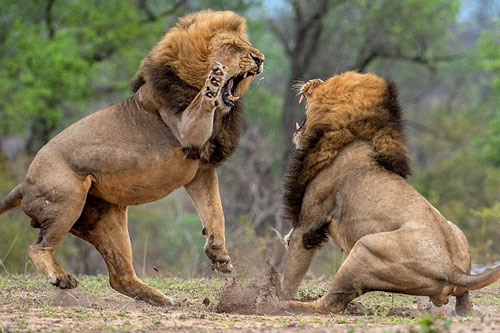 Anh em sư tử đại chiến giành quyền giao phối