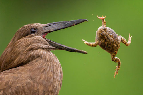 Cận cảnh chim săn bắt cóc đầy ấn tượng