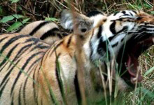 Nơi hổ thần ngự trị và quả núi rùng rợn không ai dám vào ở Sơn La