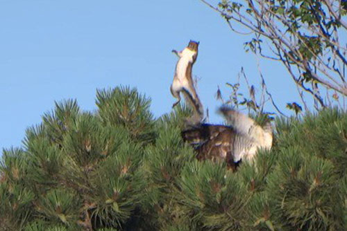 Màn thoát chết ấn tượng của sóc nâu dưới móng vuốt diều hâu