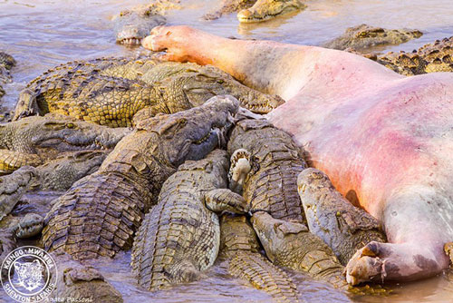 Rùng mình cảnh cả đàn cá sấu ăn thịt hà mã