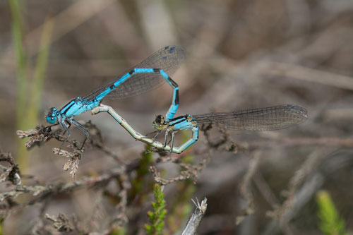Ảnh động vật: Chuồn chuồn kim xanh giao phối lãng mạn
