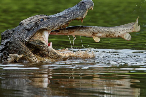 Ngoạn mục cảnh "cá lớn nuốt cá bé" liên hoàn