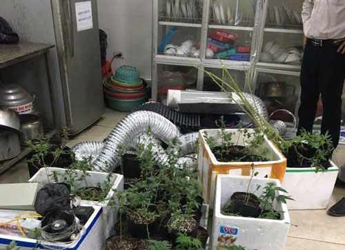 Hà Nội: Nam thanh niên trồng cần sa trong nhà trọ