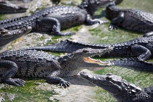 Kinh hãi lò mổ xả thải khiến cá sấu bao vây