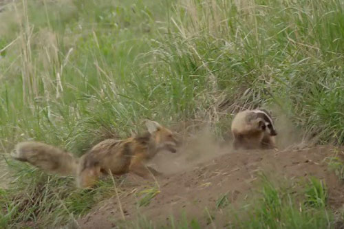 Cáo mẹ đánh nhau sống còn với lửng vì con