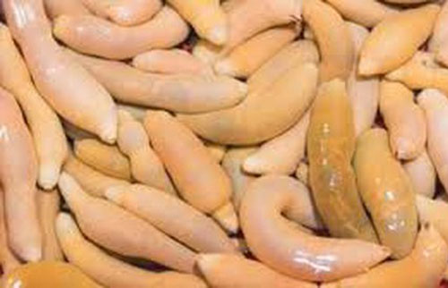 "Đỏ mặt" với cảnh tượng bờ biển tràn ngập "cá dương vật"