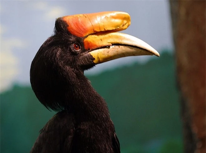 Vẻ đẹp huyền hoặc của loài chim quý có tên Phượng Hoàng Đất ở Tràng An - Ảnh 12.