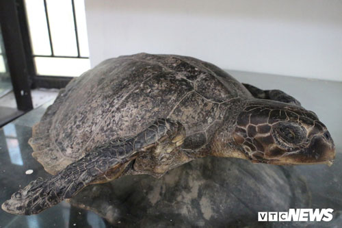 Chuyện chưa biết về những cuộc tàn sát rùa biển ở Cù Lao Chàm