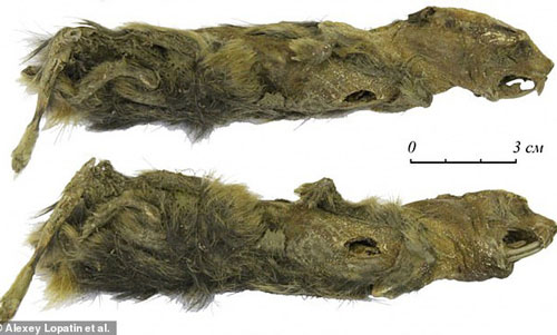 Đi dạo trên bờ sông, cô bé tình cờ phát hiện xác ướp có niên đại hơn 41.000 năm trong tảng băng vĩnh cửu