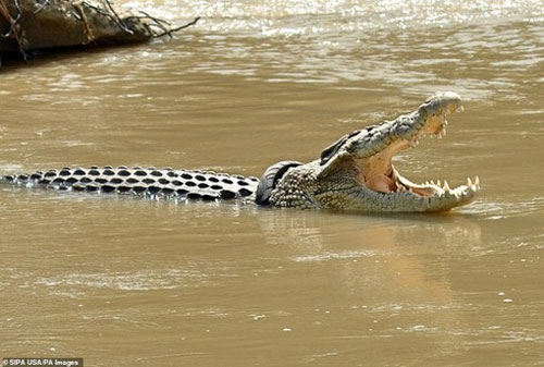 Cá sấu và 'chiếc vòng cổ' lốp xe tử thần gây ám ảnh