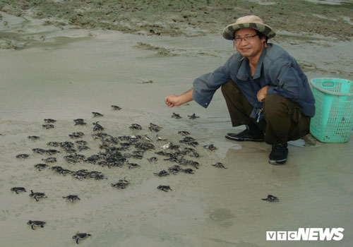 Hành trình xúc động đưa trứng rùa biển từ Côn Đảo về Cù Lao Chàm ấp nở của 'vua rùa'