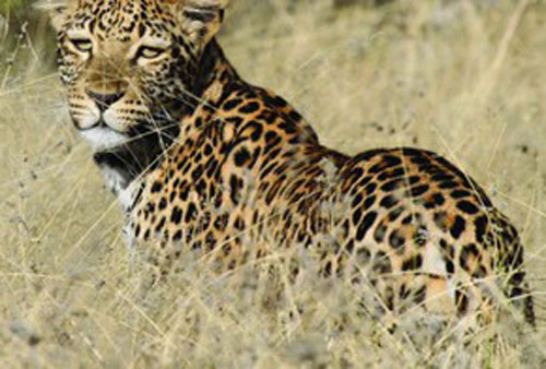 Kinh hoàng báo hoa mai phi thẳng ra đường vồ người đi xe máy