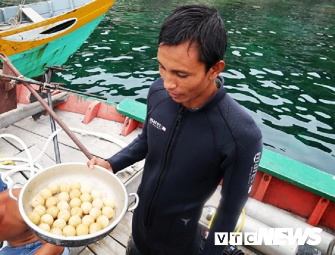 Năm 2017, một chú rùa mẹ đẻ tổng cộng 32 trứng rùa ngay dưới mực nước sâu khoảng 10m ở Hòn Dài.