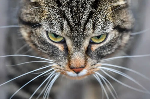 Người đàn ông tại Anh bị buộc tội ngược đãi 16 con mèo