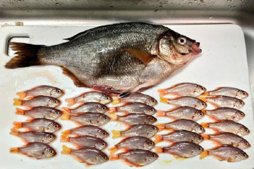 Bi thảm cá chép biển mẹ bị mổ bụng lấy cá con