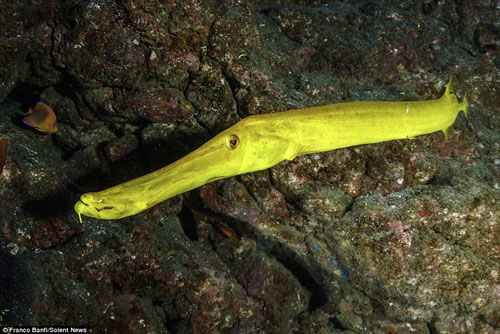 Ấn tượng loạt sinh vật biển đa dạng dưới đáy biển sâu