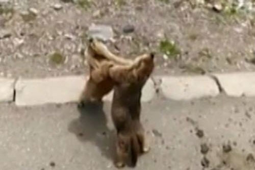 Tận mục màn sóc chuột đánh nhau như võ sĩ quyền anh