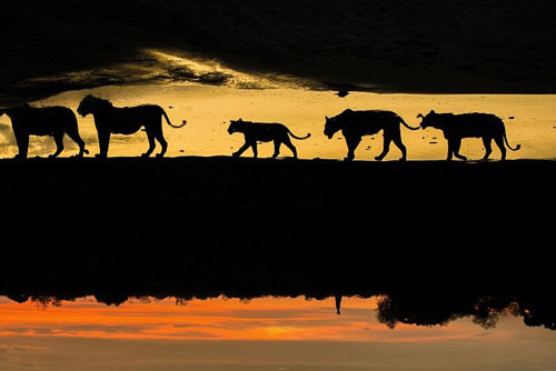 Đẹp ảo diệu hình ảnh vua sư tử ngoài đời thực