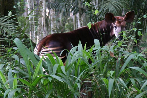 Okapi, loài động vật kỳ lạ bước ra từ chuyện cổ tích