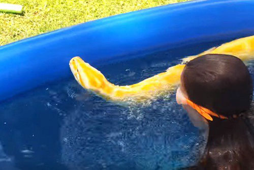 Rùng mình xem bé gái bơi cùng trăn khổng lồ