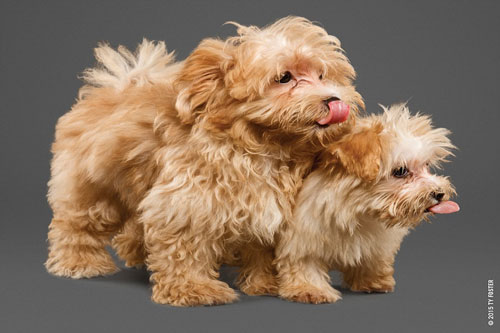 Bắt trọn khoảnh khắc cún cưng thè lưỡi, liếm môi cực yêu