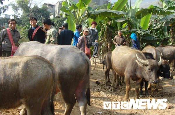 Người dân Phúc Lâm tỏa đi khắp cả nước để săn lùng trâu ngon, giá rẻ đưa về giết mổ.