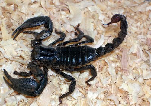 CLIP: Điều gì sẽ xảy ra nếu bạn nuốt một con bọ cạp?