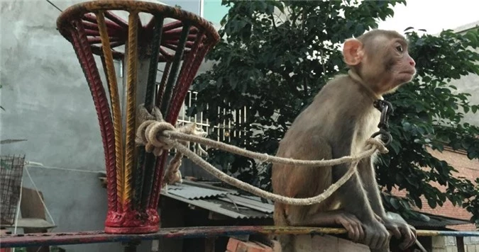 Kinh khiếp mãnh thú bị đánh đập dã man để thuần phục - Hình 15 Kinh khiep manh thu bi danh dap da man de thuan phuc-Hinh-15