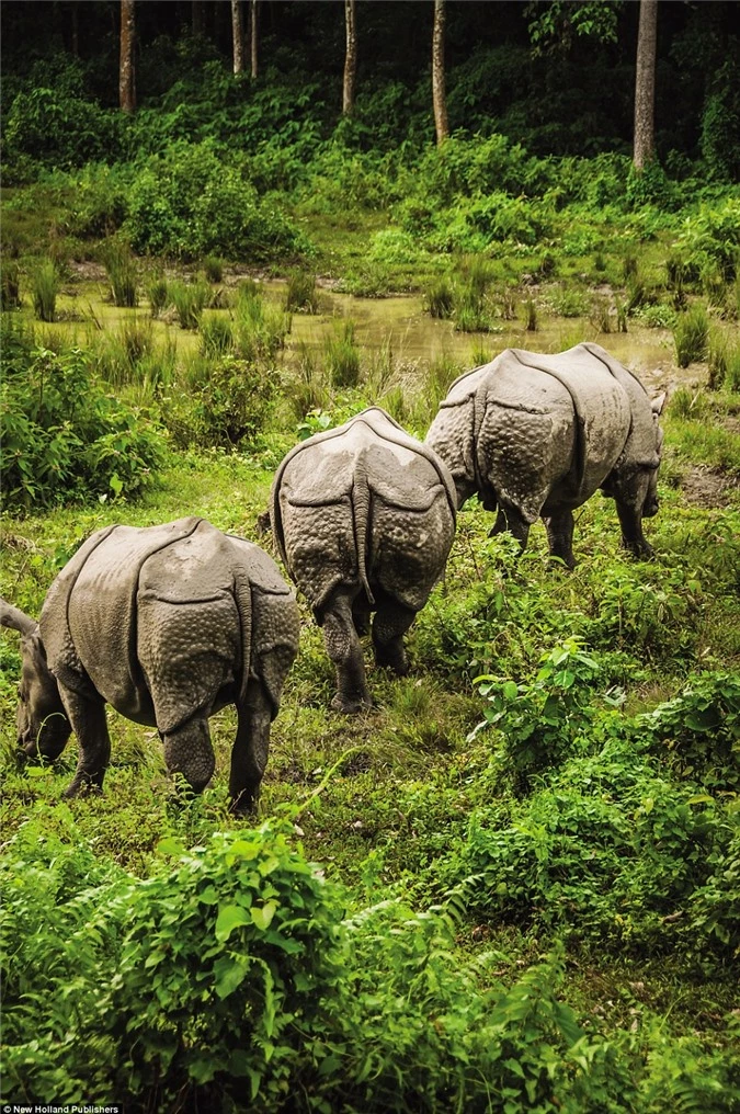 Loạt ảnh tuyệt đẹp của động vật hoang dã trong tự nhiên - Hình 8 Loat anh tuyet dep cua dong vat hoang da trong tu nhien-Hinh-8