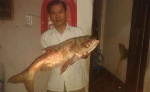 Những thủy quái khổng lồ sa lưới gây sốc nặng - Hình 10 Nhung thuy quai khong lo sa luoi gay soc nang-Hinh-10