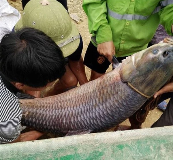 Những thủy quái khổng lồ sa lưới gây sốc nặng - Hình 12 Nhung thuy quai khong lo sa luoi gay soc nang-Hinh-12